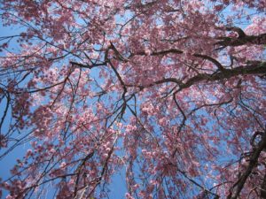日中線記念自転車歩行者道、しだれ桜、桜ウォーク