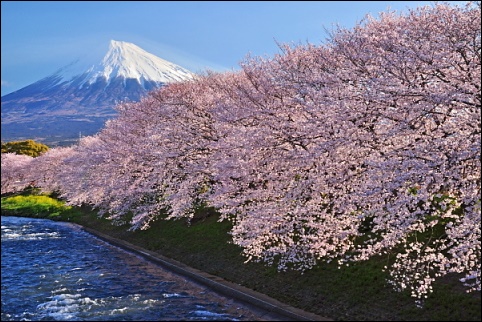 桜、富士山、潤井川、見頃、ライトアップ