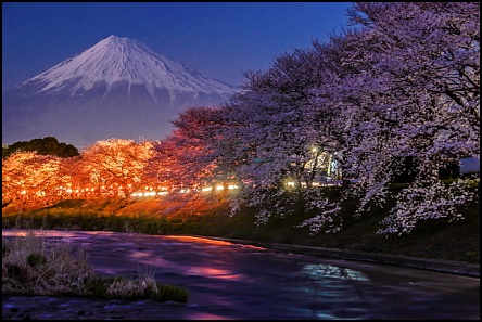 桜、富士山、潤井川、見頃、ライトアップ